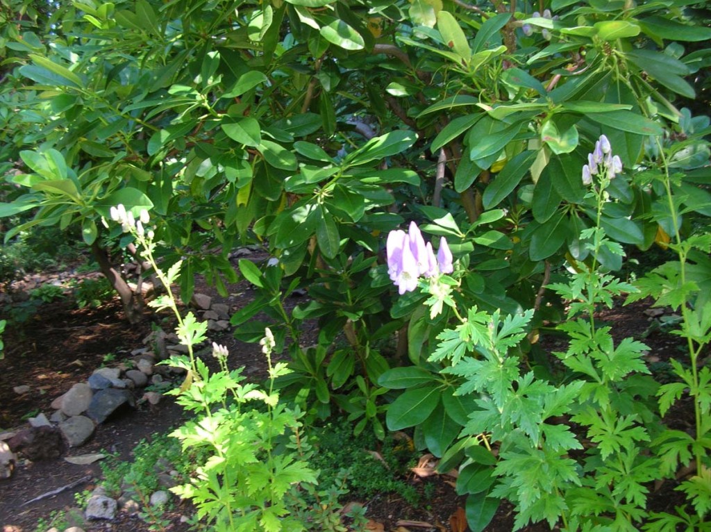 Aconitum carmichaelii ‘Arendsii’, Garden Monkshood