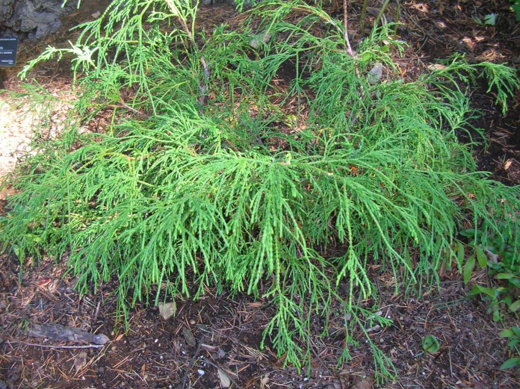 Chamaecyparis pisifera ‘Filifera Aurea’, Gold Thread Sawara False Cypress