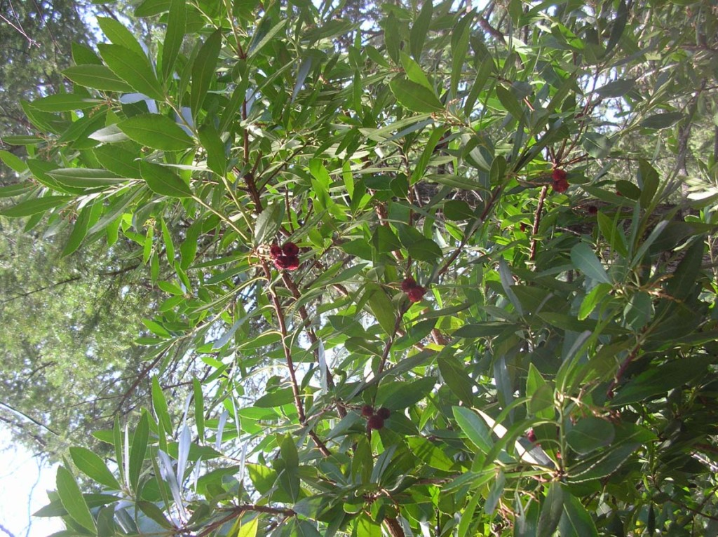 Arbutus unedo, Strawberry Tree