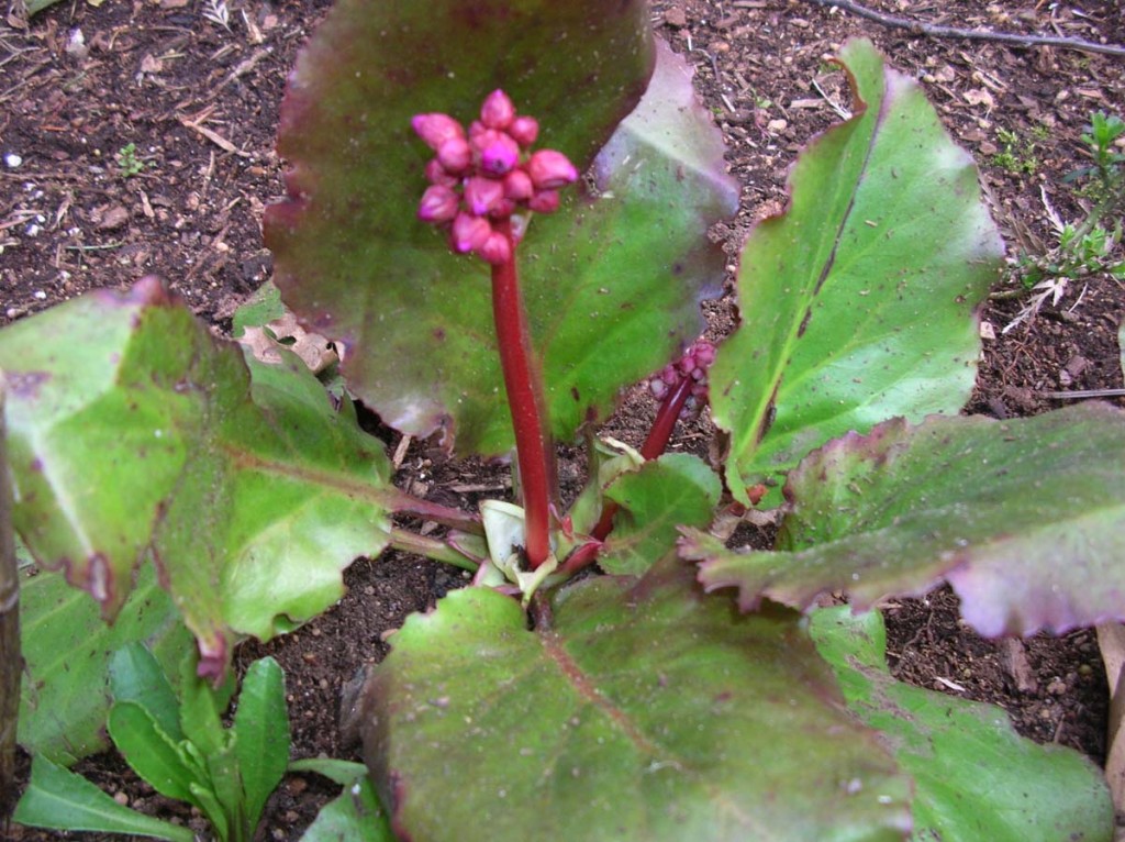 Bergenia cordifolia ‘Red Beauty’, is a cultiver of Heartleaf Bergenia