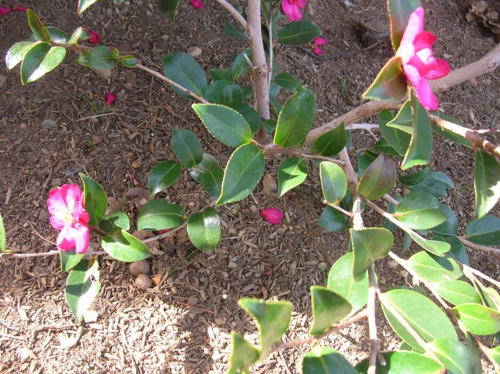 Camellia sasanqua ‘Kanjiro’