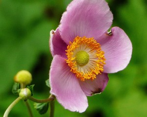 Culotta-Pink Flower with Orange Ring